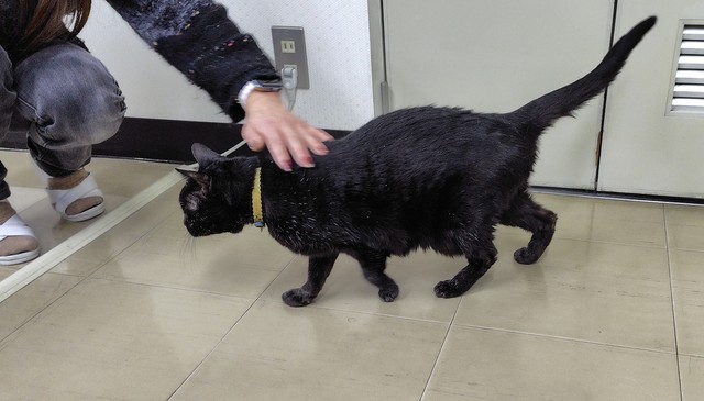 猫嫌いで人間好きの「ぴっぴ」（画像：三協精器工業）