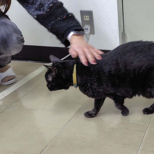 猫嫌いで人間好きの「ぴっぴ」（画像：三協精器工業）
