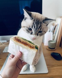 お母さんだけずるいにゃ