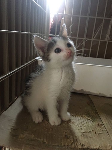 ポーの赤ちゃん時代（猫部はなはた提供）