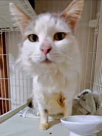 保護後、安心して過ごすメルくん（画像提供：レオとむぎさん）