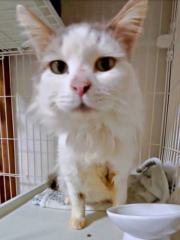 保護後、安心して過ごすメルくん（画像提供：レオとむぎさん）