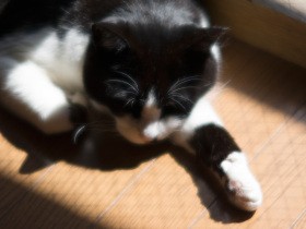 猫「ぽんた」の葬儀の日　ひつぎを花で埋めて最後の別れをした（49）