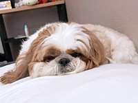 まったりタイム中のぽこちゃん（画像提供：ぽこさん）