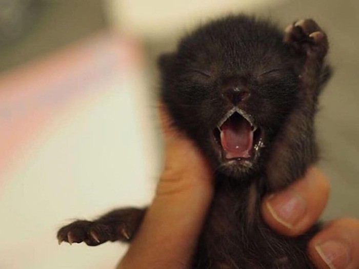 ウギャー！ 動物病院で胎盤を取ってもらったよ！（＠bunyapon0110さん提供）