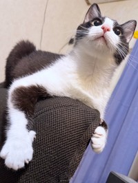 やんちゃで元気な男の子へと成長したこねぎくん（画像提供：ともさん）