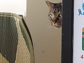 エアコン取り換え工事にビビる猫「モモ」　籠城のおかげで、居場所を開拓？〈後編〉