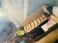 運動場はうずらもお気に入り