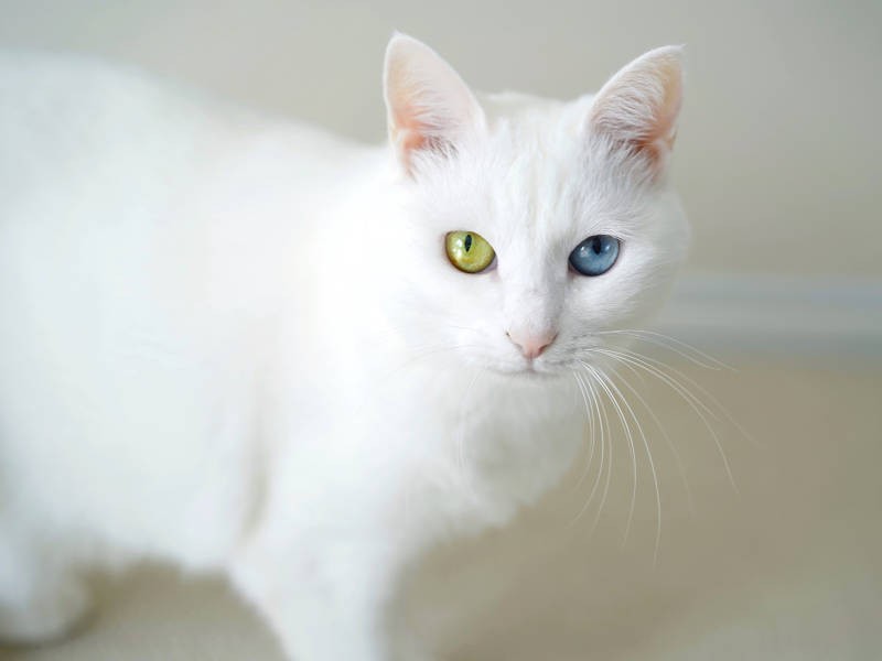 何を見ているのかな？（sangorukaさん提供）