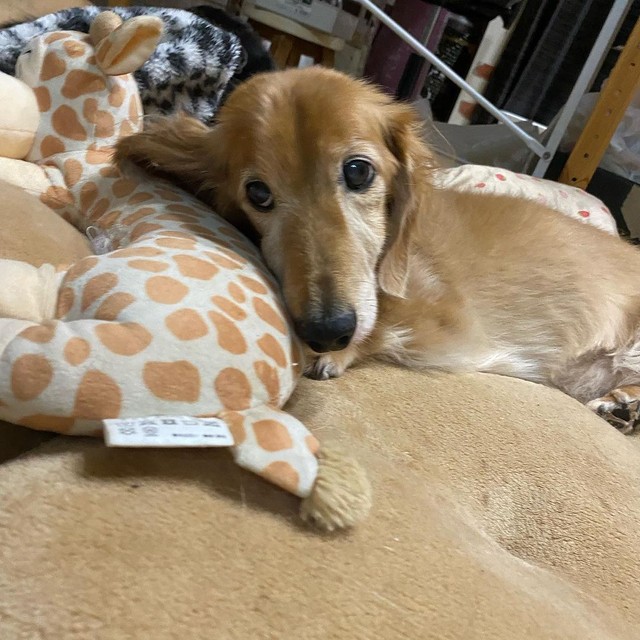 お気に入りとねんね＝shakyamunico0408さん提供