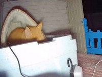 飼い主さんが用意したハウスで寝るようになったチャトランくん（画像提供：えみちゃんさん）