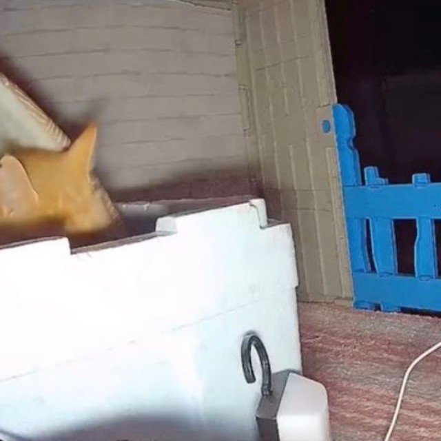 飼い主さんが用意したハウスで寝るようになったチャトランくん（画像提供：えみちゃんさん）