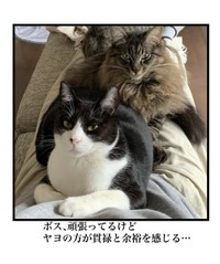 【漫画】『自称ボス猫VS最強猫！結果は…！？』15（まんぼう！さん提供）