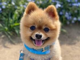 おやすみなさ～い　いつも寝ぼけながらてくてくとベッドに行くポメラニアン「ポン太」