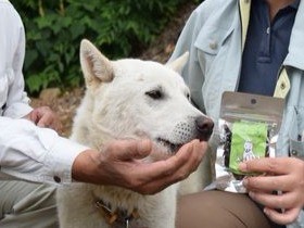 犬が喜ぶシカジャーキー　獣害に悩む小豆島で開発、本格販売へ
