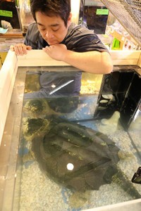 大型水槽を用意して飼育する