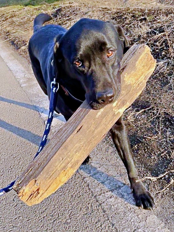 木材をくわえながら散歩するハロくん（画像提供：ハロさん）