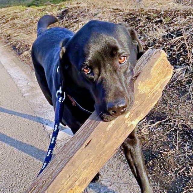 木材をくわえながら散歩するハロくん（画像提供：ハロさん）