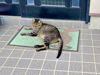 玄関先でくつろぐタマちゃん（画像提供：Ari Mayaさん）