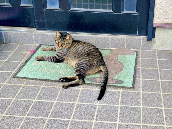 玄関先でくつろぐタマちゃん（画像提供：Ari Mayaさん）