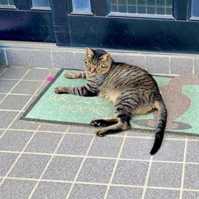 玄関先でくつろぐタマちゃん（画像提供：Ari Mayaさん）