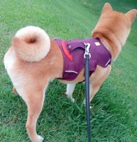 きれいにくるん！ たびたび褒められるゆづちゃんのしっぽ（画像提供：柴犬 ゆづさん）