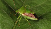 果樹カメムシ類が例年の約4倍発生　岡山県内全域で注意報を発表