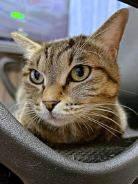 6歳。アーモンド型の瞳が美しいぴーちゃん（画像提供：単発0x0さん）