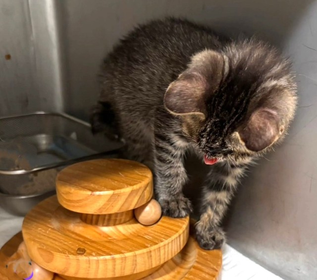 ご飯を食べるのには介助が必要（「シェール49」さん提供、Instagramよりキャプチャ撮影）