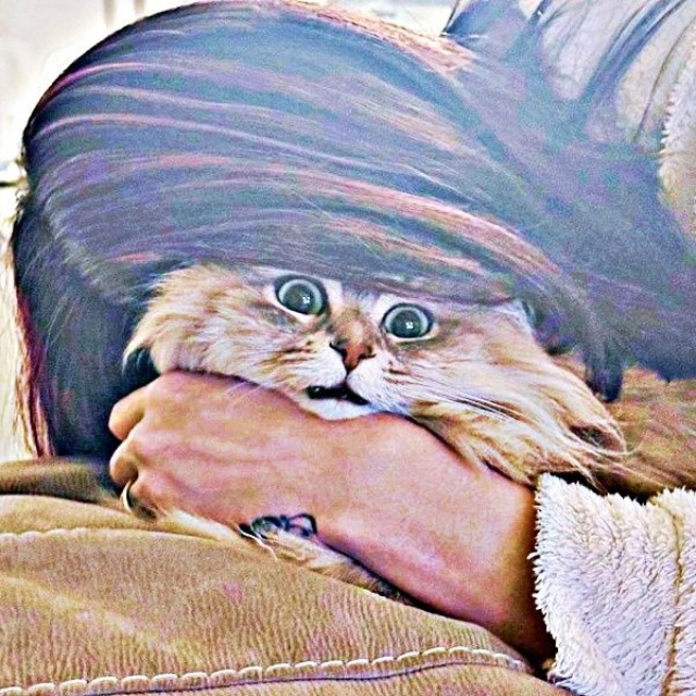 猫吸いされて絶望顔になるしらすちゃん（画像提供：しらす どんぐり はんぺんさん）