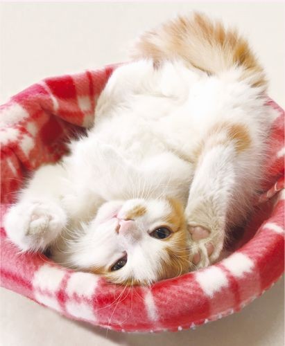 「ベッドが小さいにゃ」（へそ天にゃんこ/三笠書房）