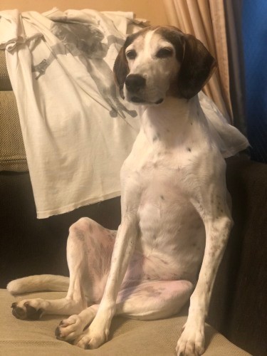 室内でまったりするベス「今日もいい日だった、よく眠れそう」（泉水さん提供）