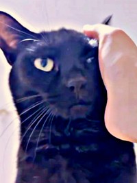 うにちゃんの頭から頬をそっとナデナデ（画像提供：うおおおさん）