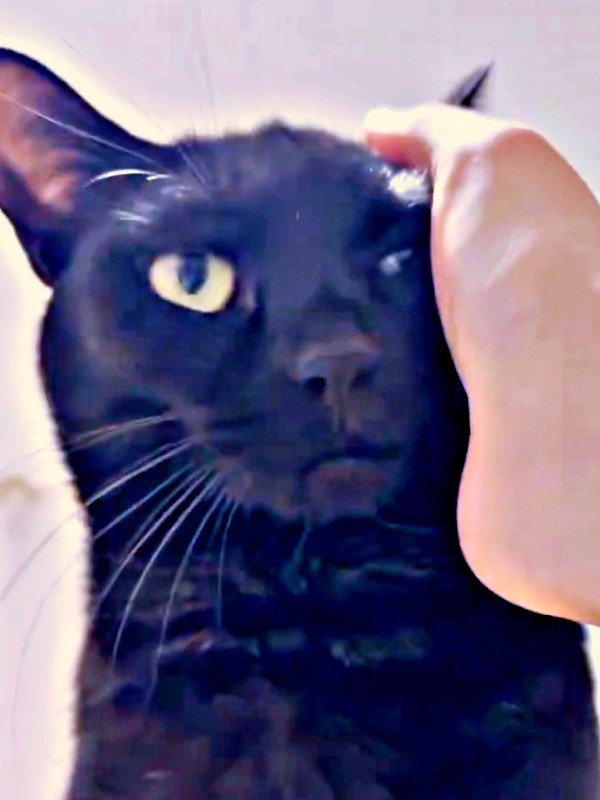 うにちゃんの頭から頬をそっとナデナデ（画像提供：うおおおさん）