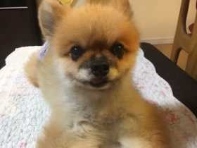 特等席はお母さんのひざの上　ポメラニアンの「ポメ吉」