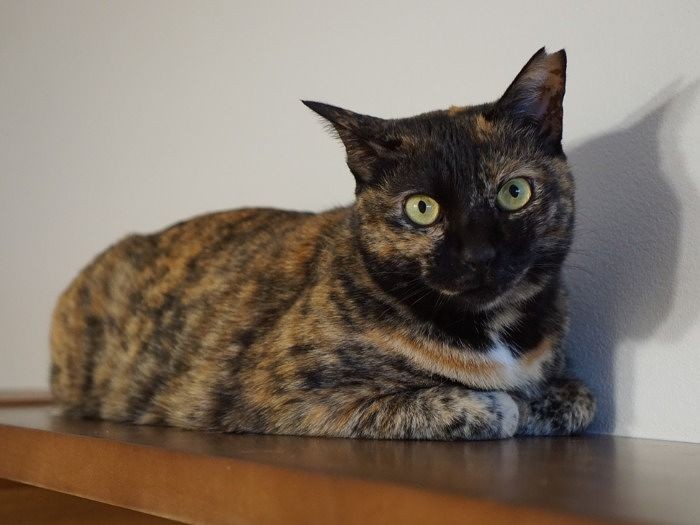 「譲渡会で皆に優しい家族が決まりますように」