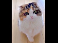 飼い主さんの前にやってきたこむぎちゃん（画像提供：夫と猫。嫁による観察日記さん）