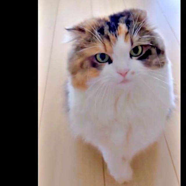 飼い主さんの前にやってきたこむぎちゃん（画像提供：夫と猫。嫁による観察日記さん）