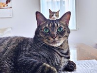 飼い主さんを見上げるビターくん。その頭上にシュガーちゃんが！（画像提供：ごんべさん）