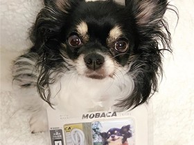 何くれるの？期待でいっぱいのチワワ「トロ」　ご褒美あげるね