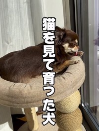 猫のようにキャットタワーでくつろぎながら毛づくろいする犬が話題に（おっとさん提供、Instagramよりキャプチャ撮影）