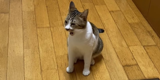 病気発覚前のぺこゆきくん。日常の中では、喘息の発作が見られていた