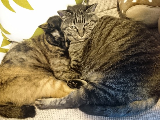 ぽっちゃり猫にダイエット　悲しげな表情をする猫