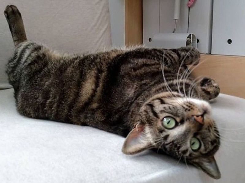 同じ環境下でも、へそ天をする子・しない子がいます。猫４匹の中で「いちばん甘えん坊で、よくへそ天をする」というほたるちゃん（ぐーままさん提供）