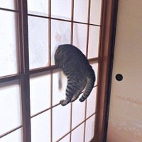 障子に頭を突っ込んでくつろぐシンくん（画像提供：ハララカさん）
