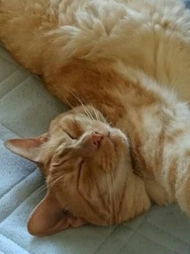 今はソファで寝るキナコ。寺田さんは寝顔を見ないように我慢