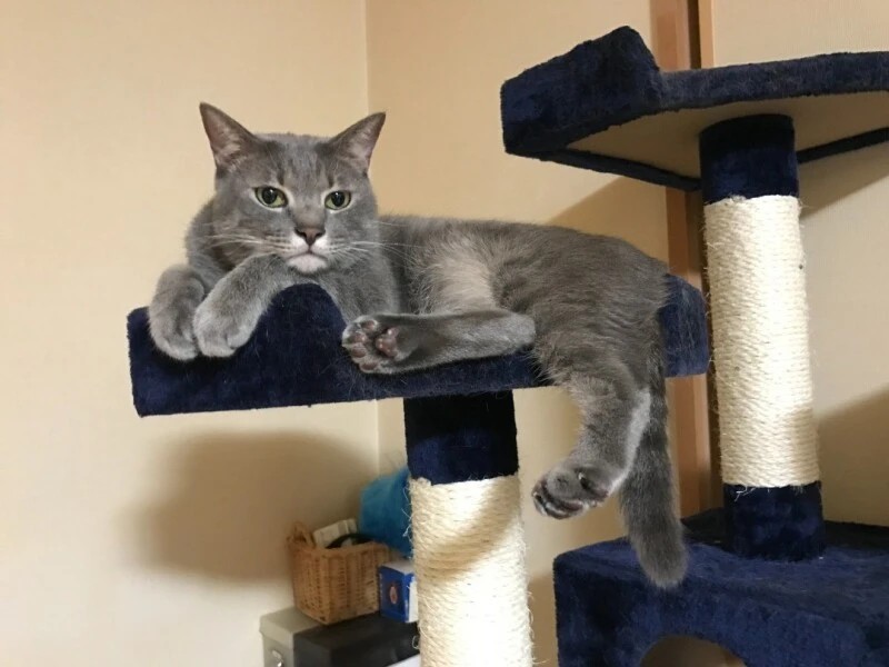 家にきたころの「なつ」