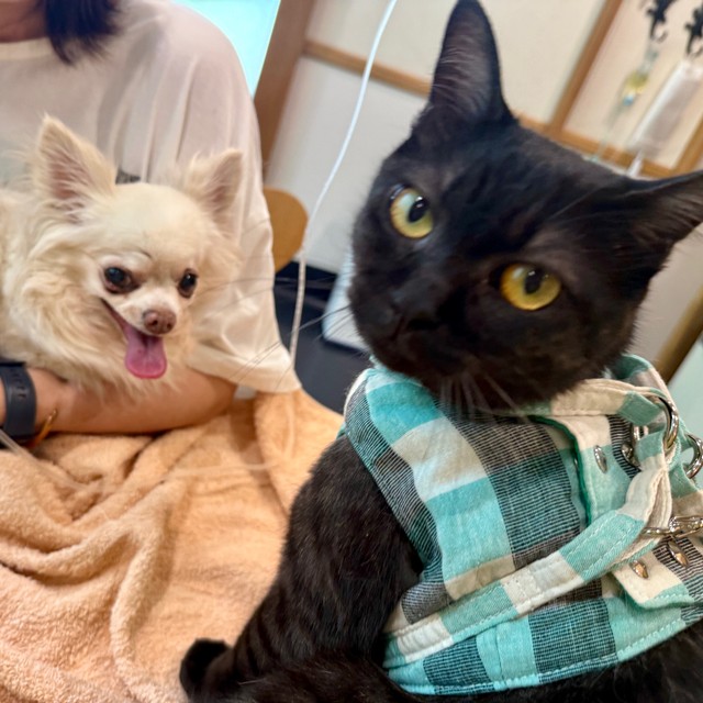 当院の看板猫、澄ちゃんとチワワちゃん