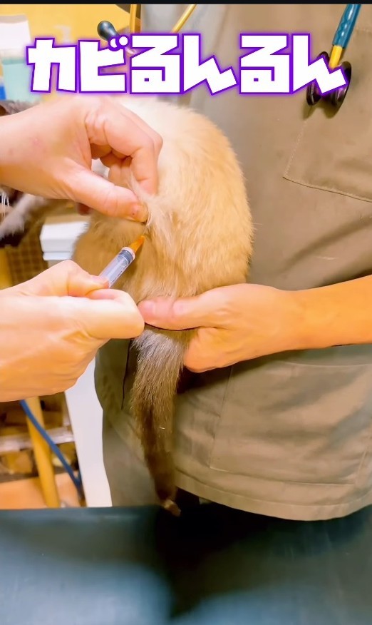 猫カビを発症していたという(よりパパさん提供、Instagramよりキャプチャ撮影)
