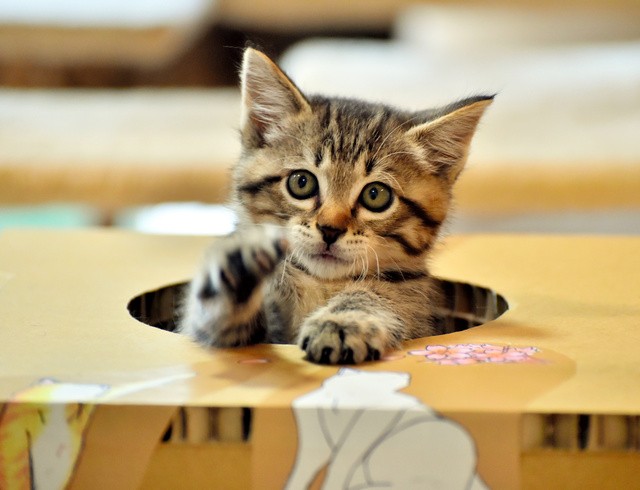 新商品「穴があったら入りたい」から顔を出す子猫=2021年6月19日、岐阜県中津川市中津川のハワイアン保護猫カフェ「オハナ」、戸村登撮影